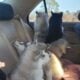 Puppies comming soon (Siberian husky/Alaskan )