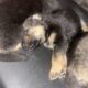 German Shepherd Puppies