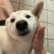 Female Shiba