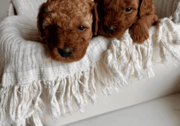 🎉 We have mini golden doodle puppies! 🎉