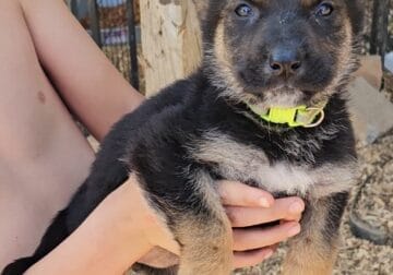 Akc registered German Shepherd puppies