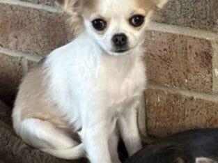 Beautiful energetic chihuahua puppy