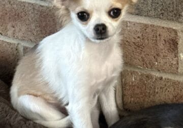 Beautiful energetic chihuahua puppy