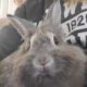 Male Lionhead Rabbit – Ashes