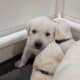 Labrador Retriever Puppies