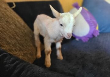 Nigerian goats bucklings