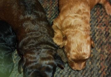 CKC registered miniature poodle