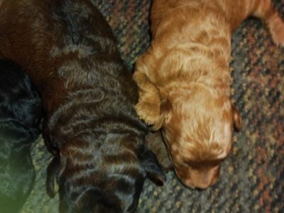 CKC registered miniature poodle