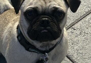 Bernie Mac 8mo old male Pug