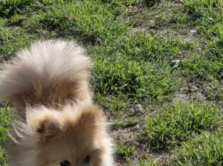 Pomeranian