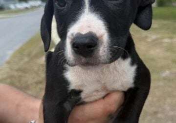boxer pit mix pups