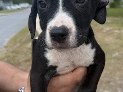 boxer pit mix pups