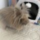 Free to Good Home – Bunnies Must Stay Together