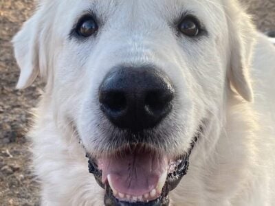 Great Pyrenees – AKC registered