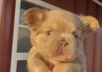 Frenchie for sale