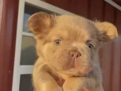Frenchie for sale