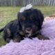 Bernedoodle Puppies
