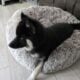 6 month old Husky