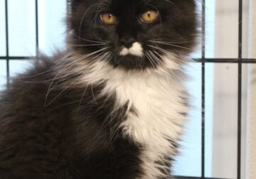 Maine Coon kitten