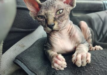 Female Sphynx Hairless Kitten
