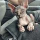 Female Sphynx Hairless Kitten