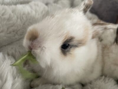 Baby bunnies