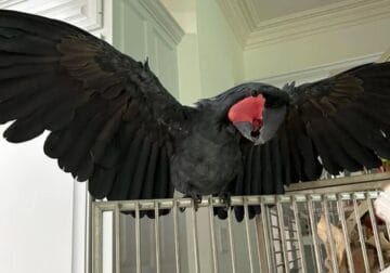 13 year old male Black Palm Cockatoo