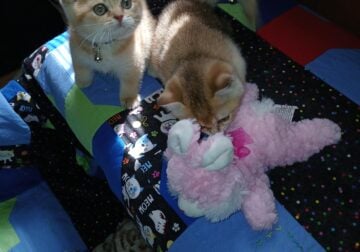 Rehoming Scottish straight kittens