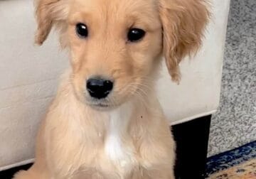 AKC Golden Retriever Puppies