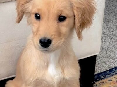 AKC Golden Retriever Puppies