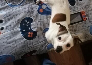 Young dog free to good loving home.