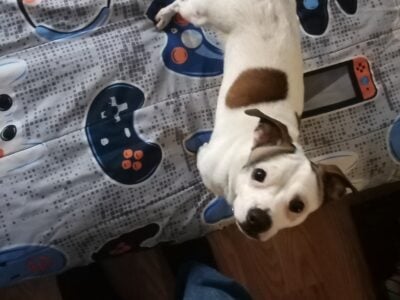 Young dog free to good loving home.