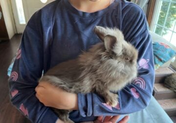 Fluffy Chocolate Lionhead Rabbits (bunnies)