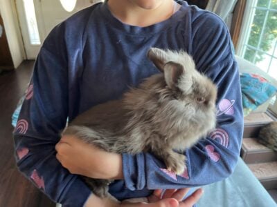 Fluffy Chocolate Lionhead Rabbits (bunnies)
