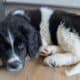Saint Bernewfie Puppies