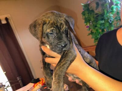Presa Canario puppies