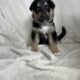 Shollie puppies