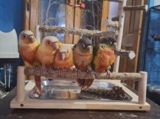 Conure babies