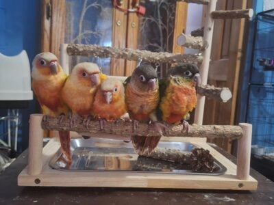 Conure babies