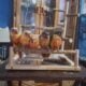 Conure babies