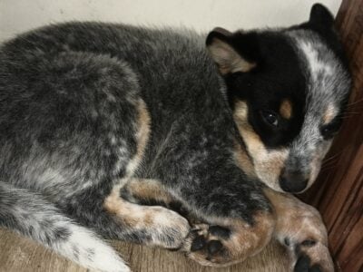 Rehoming fee for Blue heelers and Red Heeler