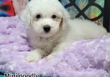 Poodle puppy