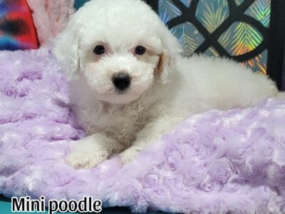 Poodle puppy
