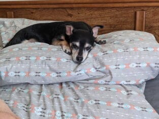 Senior dog needs a new home