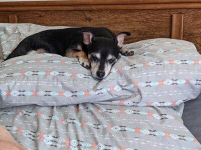 Senior dog needs a new home