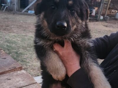 Lonely puppy needs furever home