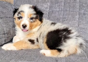 Australian Shepherd puppies