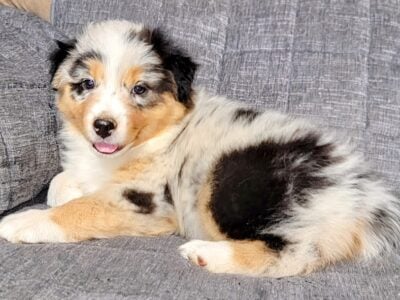 Australian Shepherd puppies
