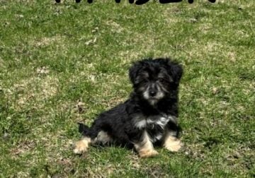 Timber Male Yorkie Poo Puppy
