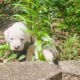 Olde English Bulldog puppies sale or trade